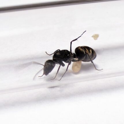 Camponotus dolendus
