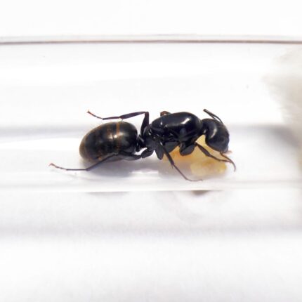 Camponotus tonkinus