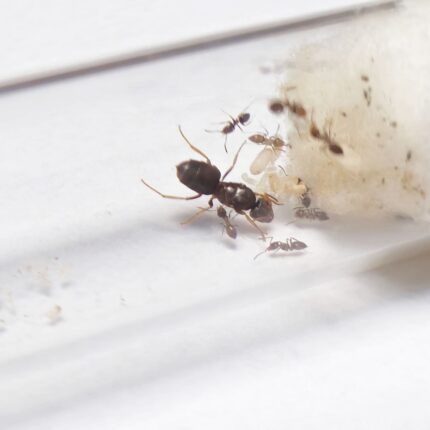Lasius illyricus