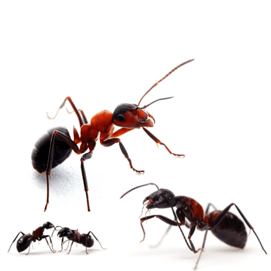 Home  Buy Ants, Formicaria & Ant Accessories | AntOnTop