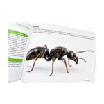 Book Atlas des fourmis (FR) - libro de mirmecologia sobre hormigas (photo 1/5)
