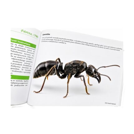 Book Atlas des fourmis (FR) - libro de mirmecologia sobre hormigas (photo 1/5)