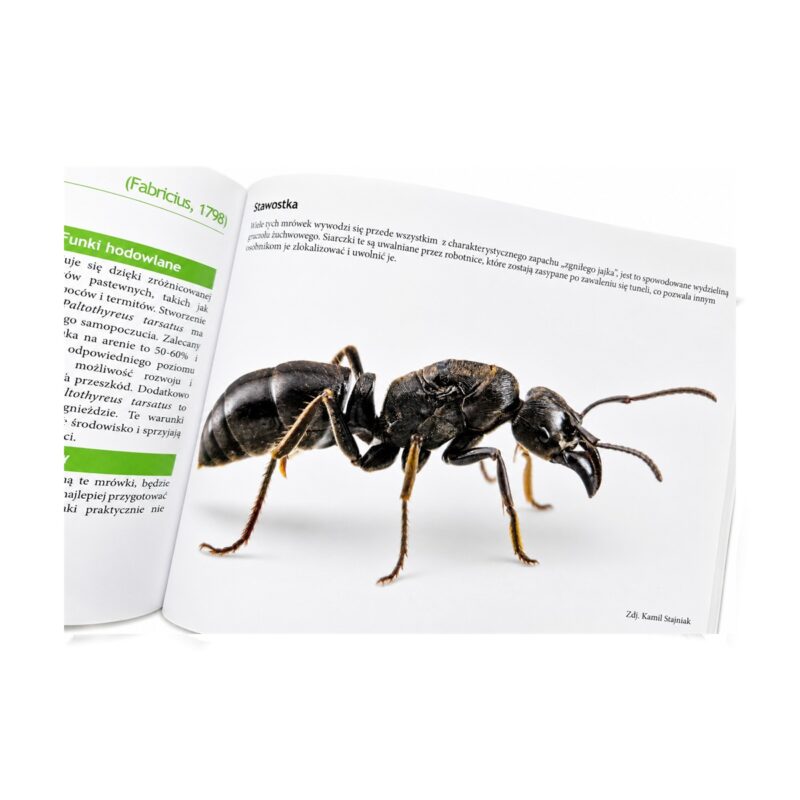 Book Atlas des fourmis (FR) - libro de mirmecologia sobre hormigas (photo 1/5)
