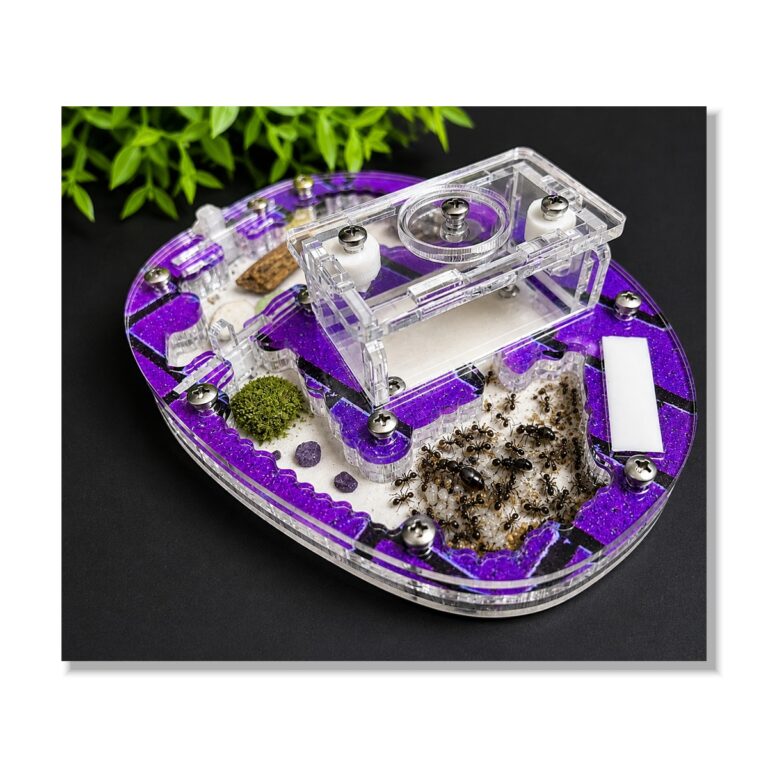 Formicarium Centre — ant nest setup (photo 1/13)
