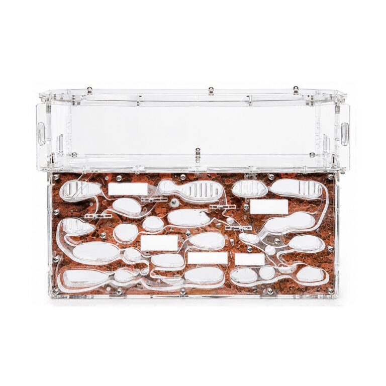 Formicarium Giant 2 — ant nest setup (photo 2/2)