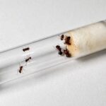 Acanthomyrmex mizunoi duża robotnica — maleńkie ciało zwieńczone masywną głową żołnierza karłowata mrówka wielkogłowa z Azji Południowo-Wschodniej, żywa kolonia w ANTonTOP