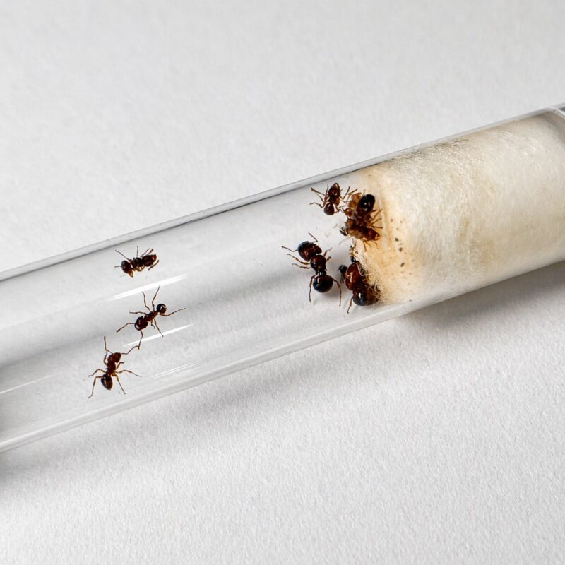 Acanthomyrmex mizunoi major worker — tiny body topped with massive soldier head dwarf big-headed ant from Southeast Asia, live colony at ANTonTOP