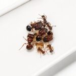 Acanthomyrmex mizunoi - obrazek 2