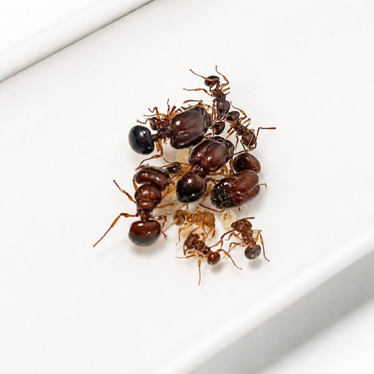 Acanthomyrmex mizunoi reina con cría — colonia fundadora de hormiga cabezona enana del Sudeste Asiático, hormigas vivas en venta
