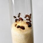 Acanthomyrmex thailandensis robotnica zbliżenie — żołnierze z nieproporcjonalnie ogromnymi głowami na małych ciałach, egzotyczna tajska karłowata mrówka wielkogłowa dla hodowców mrówek