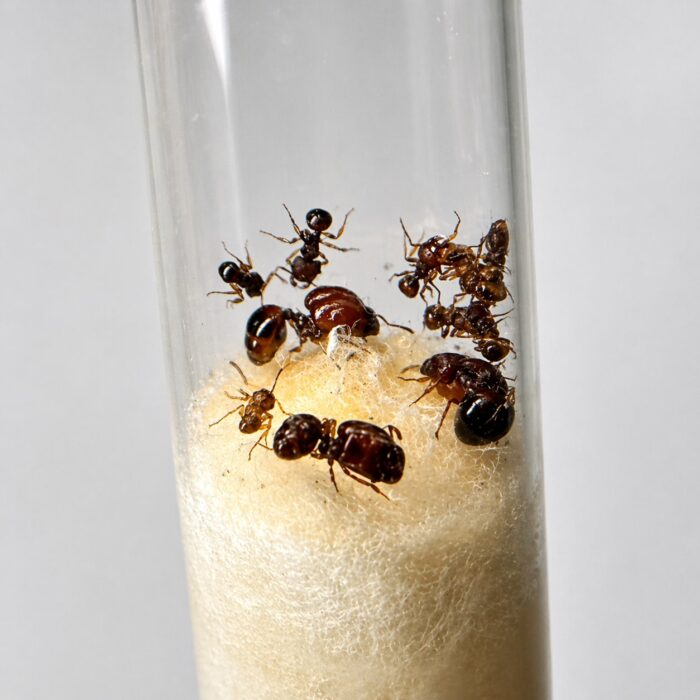 Acanthomyrmex thailandensis robotnica zbliżenie — żołnierze z nieproporcjonalnie ogromnymi głowami na małych ciałach, egzotyczna tajska karłowata mrówka wielkogłowa dla hodowców mrówek