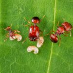 Acanthomyrmex thailandensis robotnice w formikarium — 3-4 mm tajska karłowata mrówka wielkogłowa dla hodowców, małe kolonie pod ściółką, żołnierze rozłupują twarde nasiona
