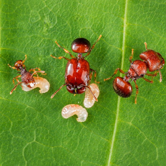 Acanthomyrmex thailandensis robotnice w formikarium — 34 mm tajska karłowata mrówka wielkogłowa dla hodowców, małe kolonie pod ściółką, żołnierze rozłupują twarde nasiona