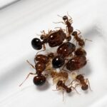 Acanthomyrmex thailandensis królowa z larwami — kolonia założycielska gatunku tajska karłowata mrówka wielkogłowa z Tajlandii, żywe mrówki na sprzedaż
