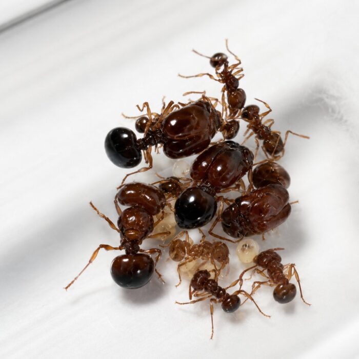Acanthomyrmex thailandensis królowa z larwami — kolonia założycielska gatunku tajska karłowata mrówka wielkogłowa z Tajlandii, żywe mrówki na sprzedaż