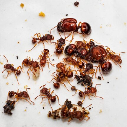 Acanthomyrmex thailandensis major worker — reddish-brown with disproportionate soldier head Thai dwarf big-headed ant from Thailand, live colony at ANTonTOP