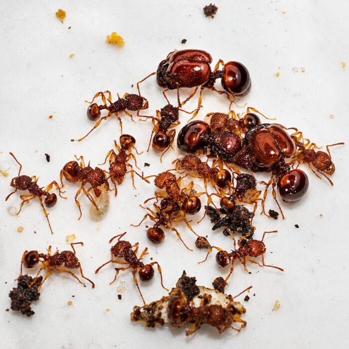 Acanthomyrmex thailandensis duża robotnica — rdzawobrązowa z nieproporcjonalną głową żołnierza tajska karłowata mrówka wielkogłowa z Tajlandii, żywa kolonia w ANTonTOP