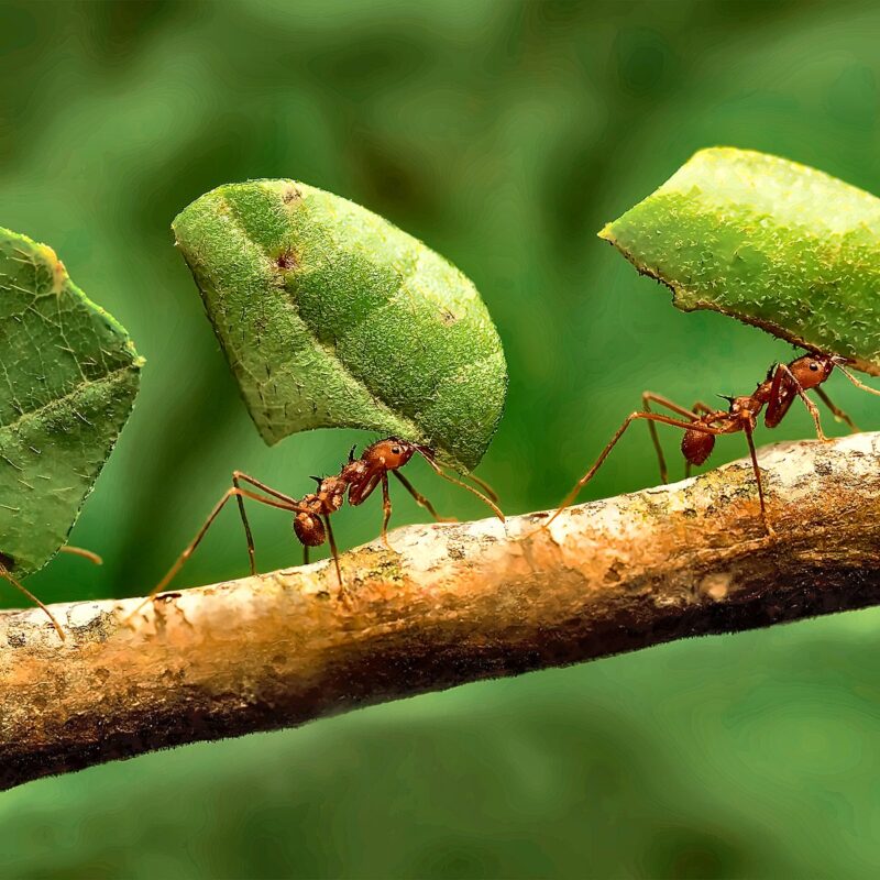 Acromyrmex octospinosus reina con cría — colonia fundadora de hormiga cortadora de hojas caribeña del Caribe y Centroamérica, hormigas vivas en venta