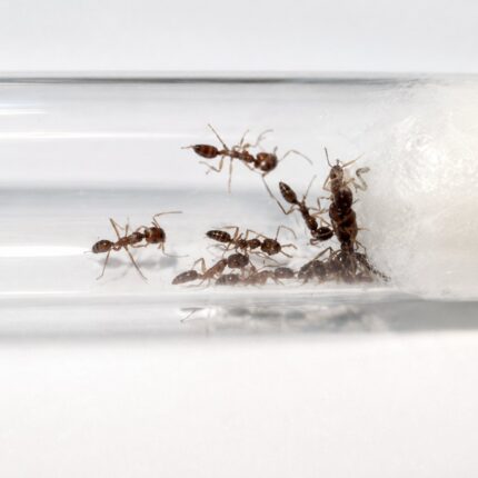 Anochetus graeffei worker — compact trap-jaw build under 5 mm trap-jaw ant native to the pantropics, live colony at ANTonTOP