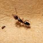 Anochetus modicus reina con cría — colonia fundadora de hormiga trampa-mandíbula pantropical, hormigas vivas en venta