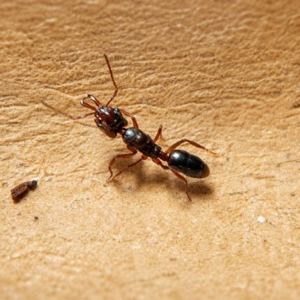 Anochetus modicus reina con cría — colonia fundadora de hormiga trampa-mandíbula pantropical, hormigas vivas en venta