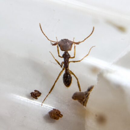 Anochetus modicus robotnica — zwarta budowa pułapko-żuchwowa poniżej 5 mm mała mrówka pułapko-żuchwowa pantropikalna, żywa kolonia w ANTonTOP