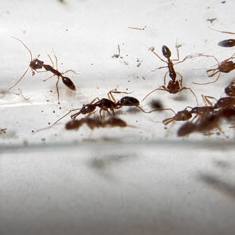 Anochetus risii worker — compact trap-jaw build under 5 mm trap-jaw ant native to the pantropics, live colony at ANTonTOP