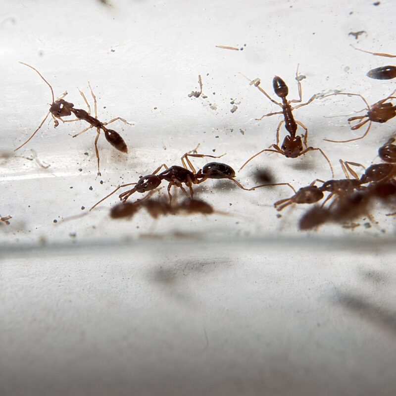 Anochetus risii worker — compact trap-jaw build under 5 mm trap-jaw ant native to the pantropics, live colony at ANTonTOP