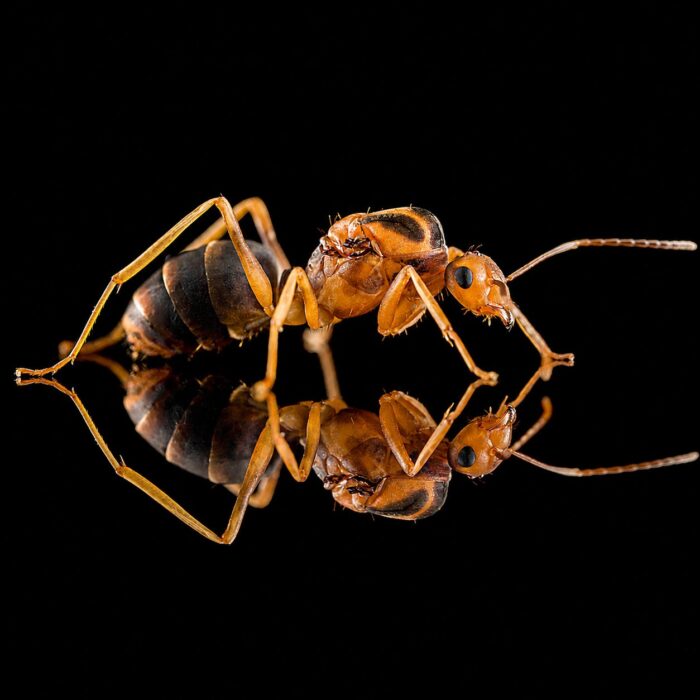 Anoplolepis gracilipes  obrazek 6