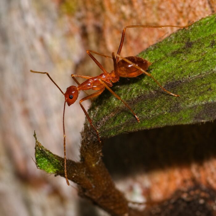 Anoplolepis gracilipes  obrazek 5
