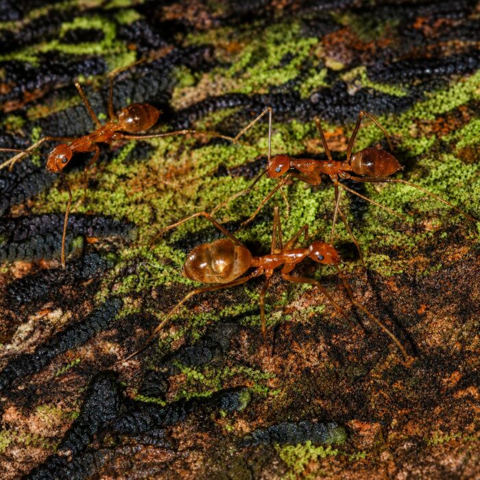 Anoplolepis gracilipes  obrazek 4