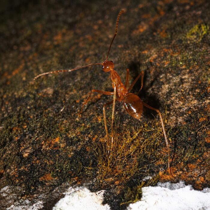 Anoplolepis gracilipes  obrazek 3