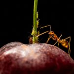 Anoplolepis gracilipes - obrazek 2