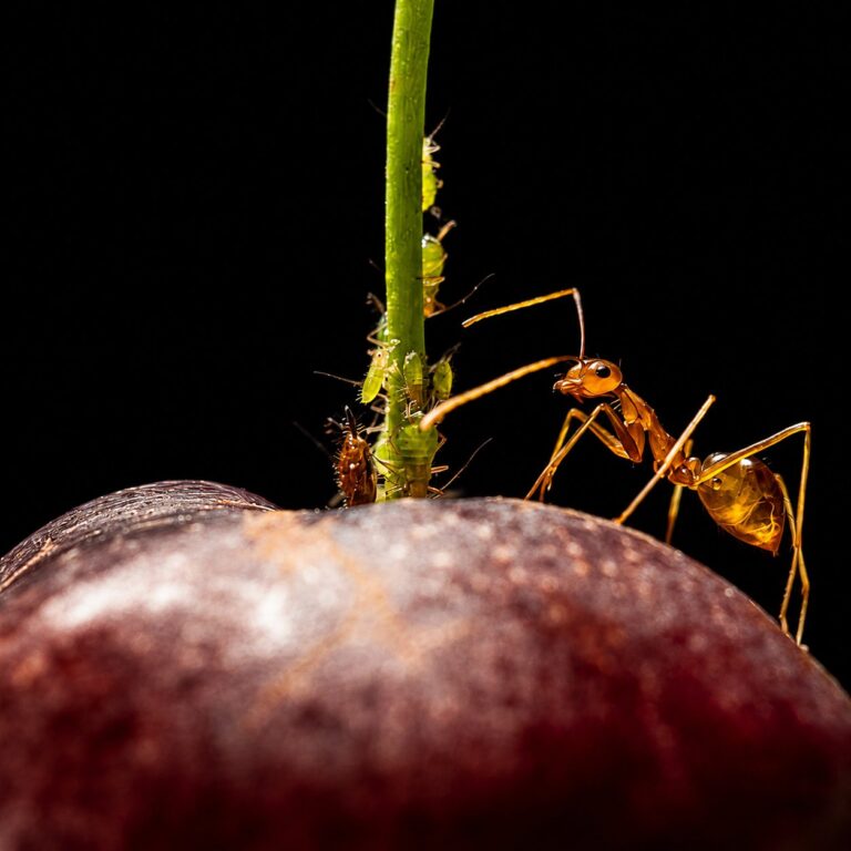 Anoplolepis gracilipes reina con cría — colonia fundadora de hormiga loca amarilla de África, invasora en el Indo-Pacífico, hormigas vivas en venta