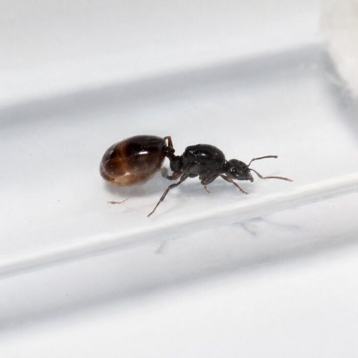 Aphaenogaster dulcinea worker — slim build adapted for woodland foraging longlegged ant from temperate Eurasia and North America, live colony at ANTonTOP