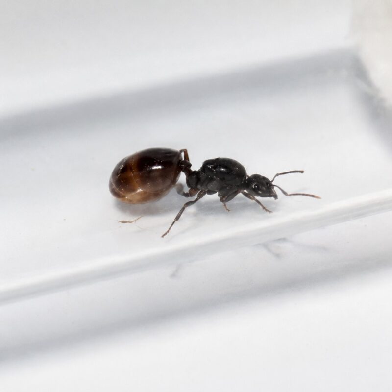 Aphaenogaster dulcinea worker — slim build adapted for woodland foraging long-legged ant from temperate Eurasia and North America, live colony at ANTonTOP