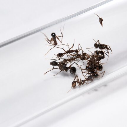 Aphaenogaster feae worker — slim build adapted for woodland foraging long-legged ant from temperate Eurasia and North America, live colony at ANTonTOP