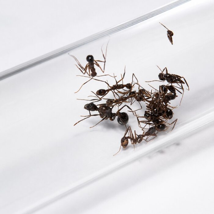 Aphaenogaster feae worker — slim build adapted for woodland foraging longlegged ant from temperate Eurasia and North America, live colony at ANTonTOP