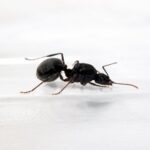 Aphaenogaster geei reina con cría — colonia fundadora de hormiga de patas largas del Eurasia y Norteamérica templados, hormigas vivas en venta