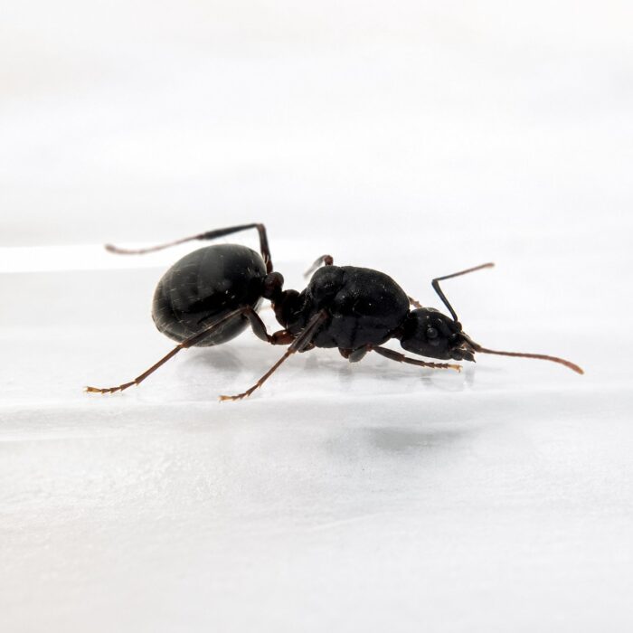 Aphaenogaster geei reina con cría — colonia fundadora de hormiga de patas largas del Eurasia y Norteamérica templados, hormigas vivas en venta