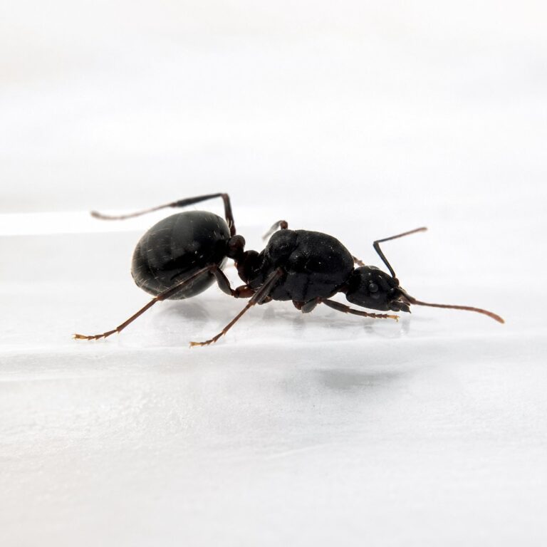 Aphaenogaster geei reina con cría — colonia fundadora de hormiga de patas largas del Eurasia y Norteamérica templados, hormigas vivas en venta