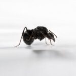 Aphaenogaster geei worker — slim build adapted for woodland foraging long-legged ant from temperate Eurasia and North America, live colony at ANTonTOP