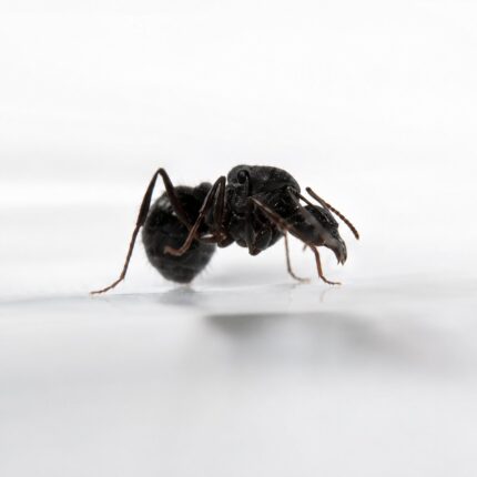 Aphaenogaster geei worker — slim build adapted for woodland foraging long-legged ant from temperate Eurasia and North America, live colony at ANTonTOP