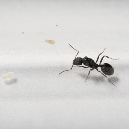 Aphaenogaster gibbosa robotnica — smukła budowa do leśnego żerowania mrówka długonoga ze strefy umiarkowanej Eurazji i Ameryki Północnej, żywa kolonia w ANTonTOP