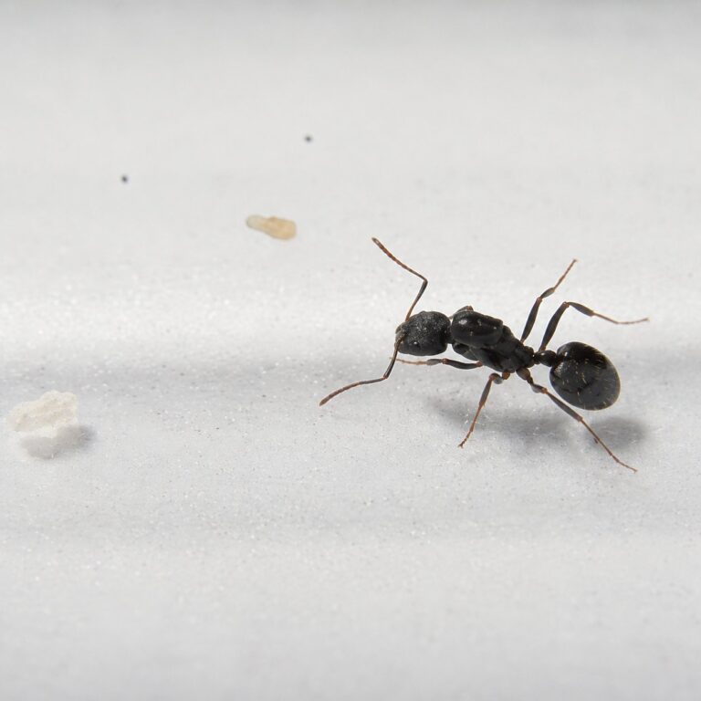 Aphaenogaster gibbosa robotnica — smukła budowa do leśnego żerowania mrówka długonoga ze strefy umiarkowanej Eurazji i Ameryki Północnej, żywa kolonia w ANTonTOP