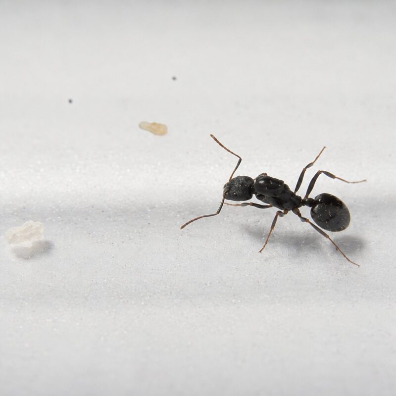 Aphaenogaster gibbosa worker — slim build adapted for woodland foraging long-legged ant from temperate Eurasia and North America, live colony at ANTonTOP