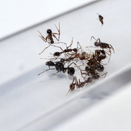 Aphaenogaster schurri robotnica — smukła budowa do leśnego żerowania mrówka długonoga ze strefy umiarkowanej Eurazji i Ameryki Północnej, żywa kolonia w ANTonTOP