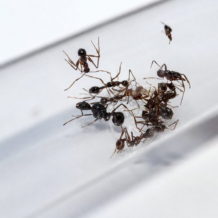 aphaenogasterschurriAphaenogastershurri5 Aphaenogaster schurri worker — slim build adapted for woodland foraging longlegged ant from temperate Eurasia and North America, live colony at ANTonTOP