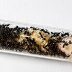 Aphaenogaster senilis - obrazek 2