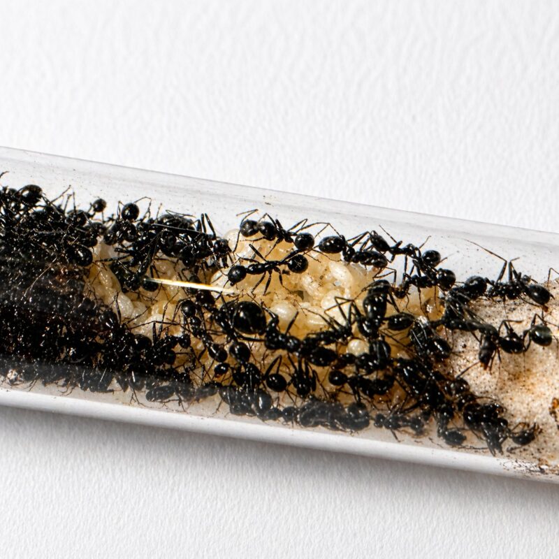 Aphaenogaster senilis robotnica — smukła budowa do leśnego żerowania mrówka długonoga ze strefy umiarkowanej Eurazji i Ameryki Północnej, żywa kolonia w ANTonTOP